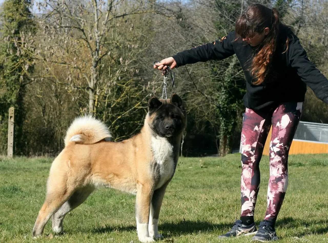 American Akita