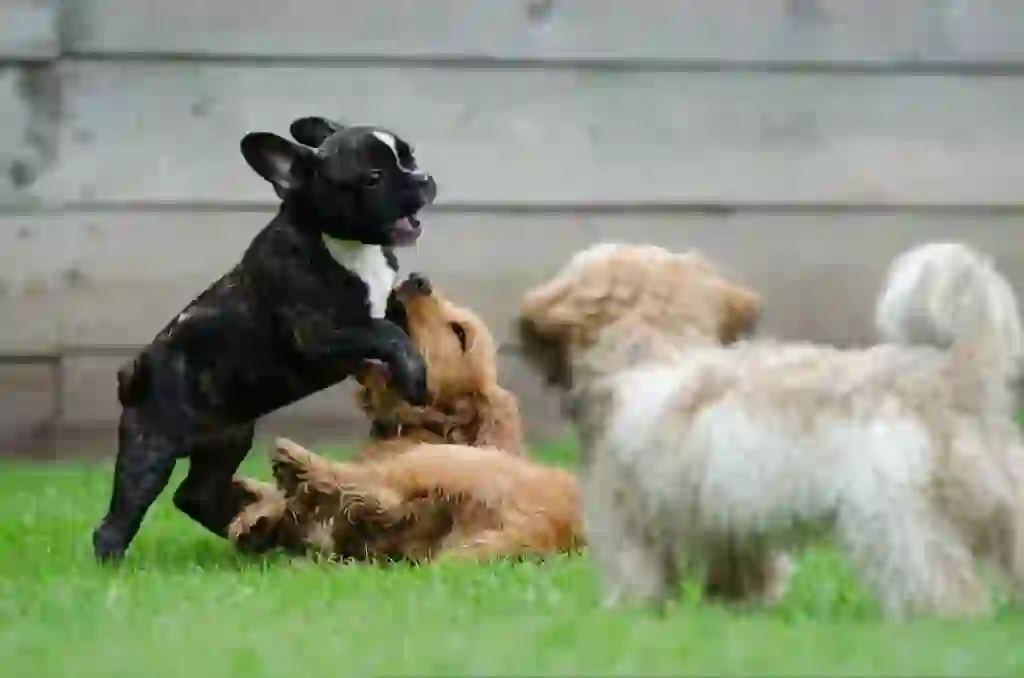 American Cocker Spaniel