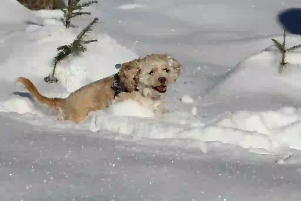 American Cocker Spaniel