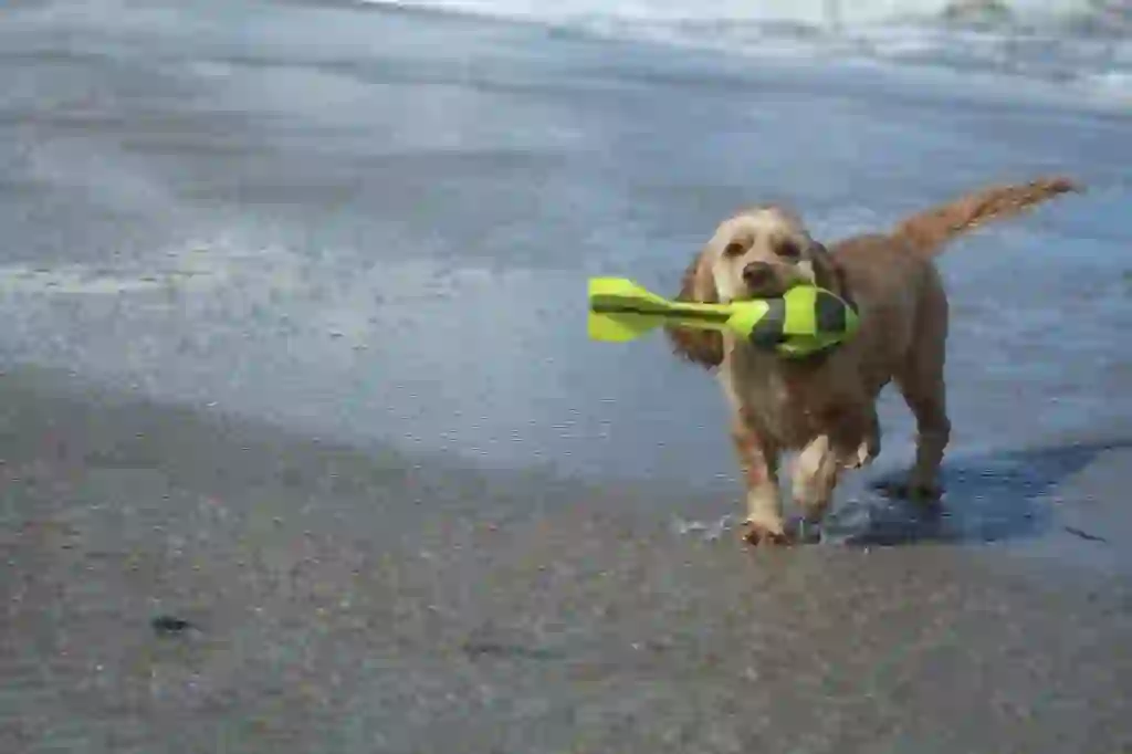 American Cocker Spaniel