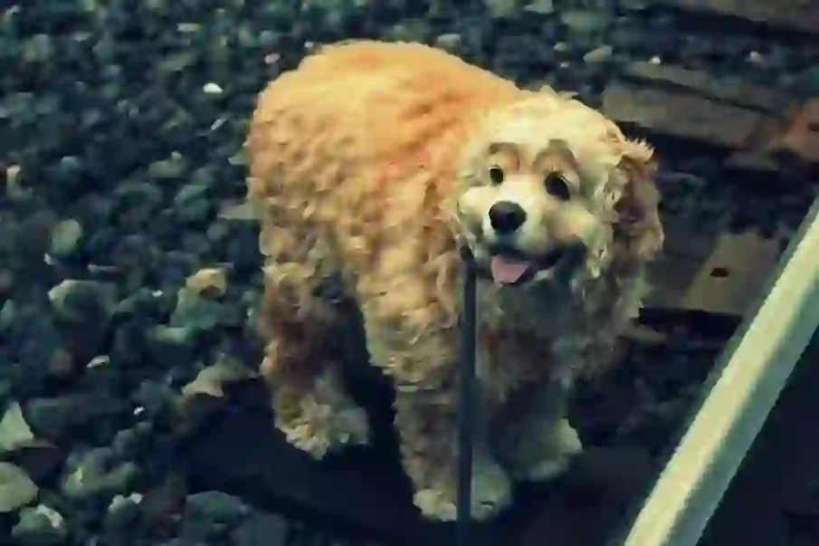 American Cocker Spaniel