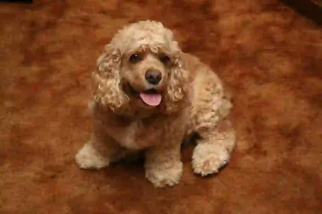 American Cocker Spaniel