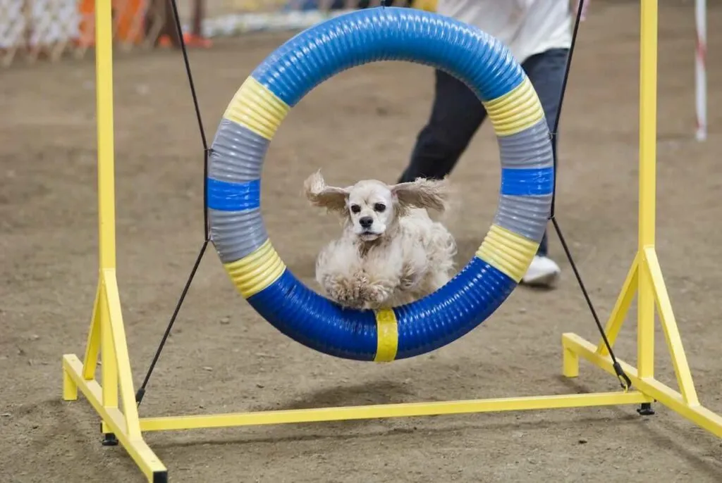 American Cocker Spaniel