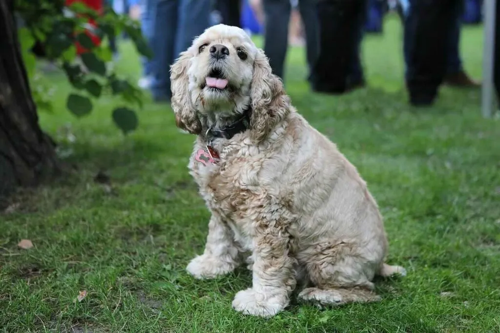 American Cocker Spaniel