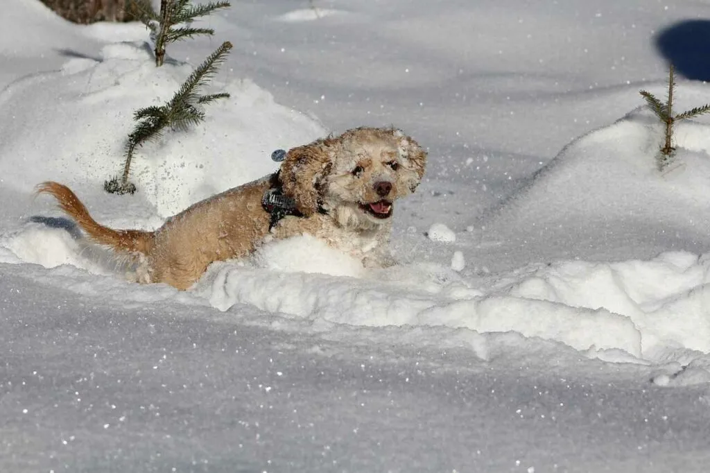 American Cocker Spaniel