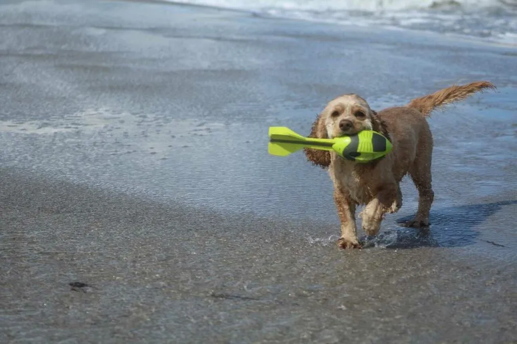 American Cocker Spaniel