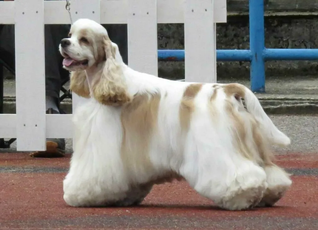 American Cocker Spaniel