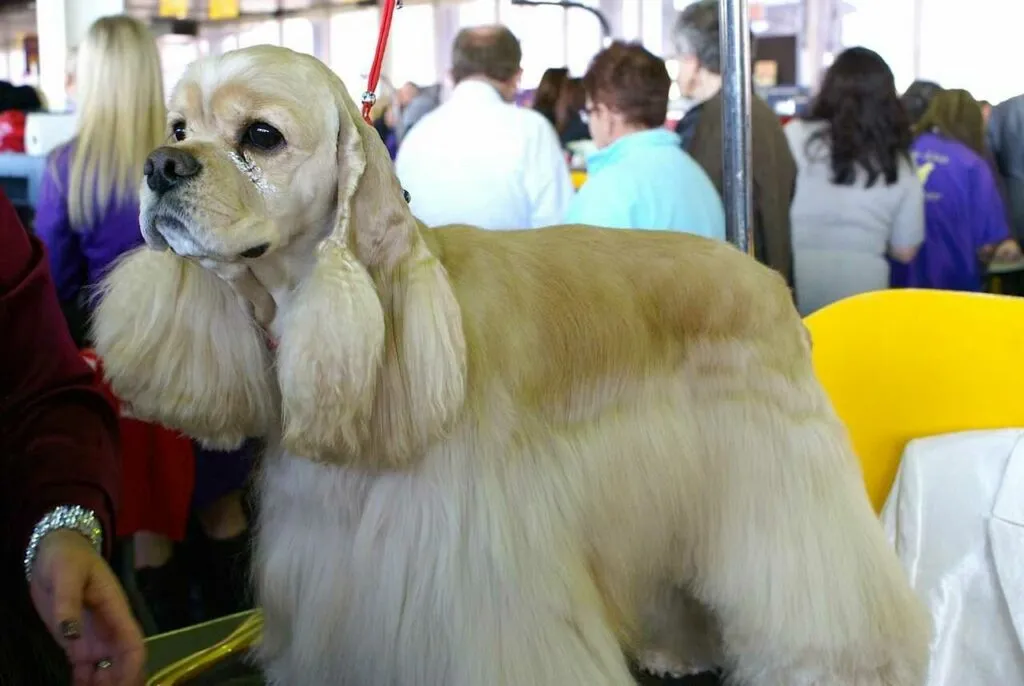 American Cocker Spaniel