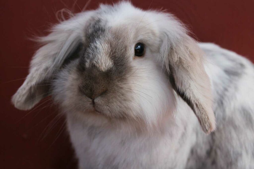 American Fuzzy Lop