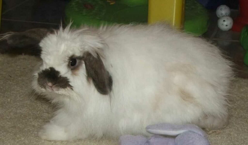 American Fuzzy Lop