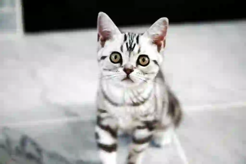 American Shorthair