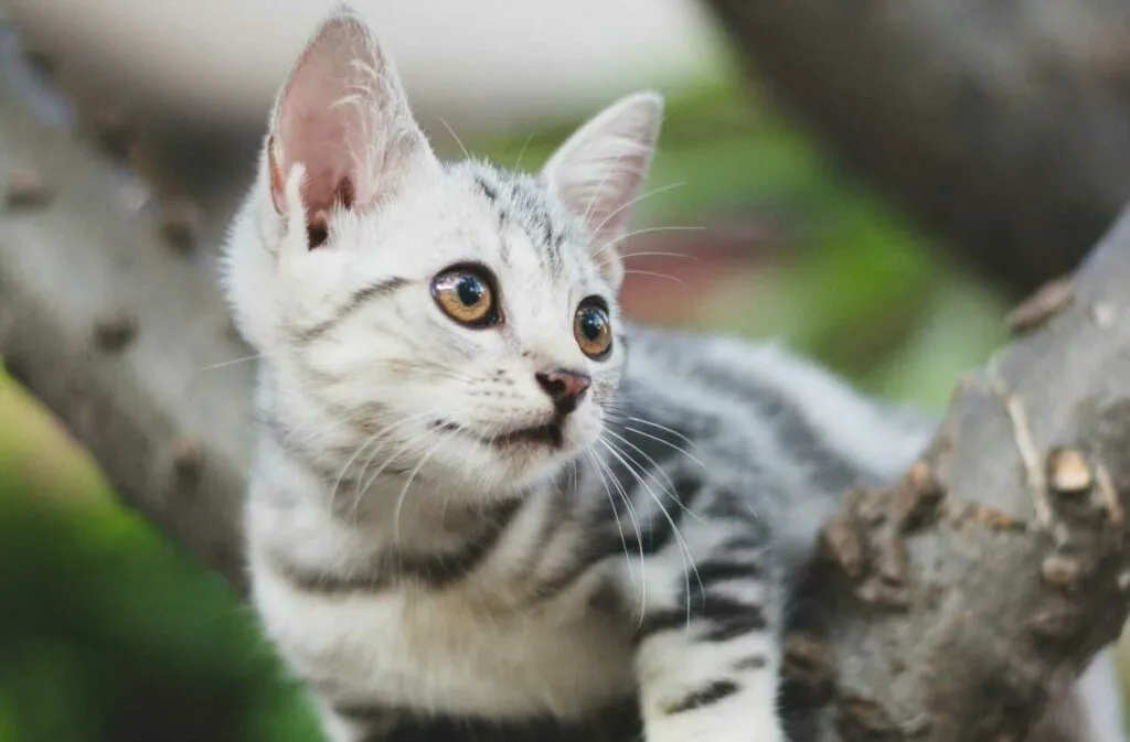 American Shorthair