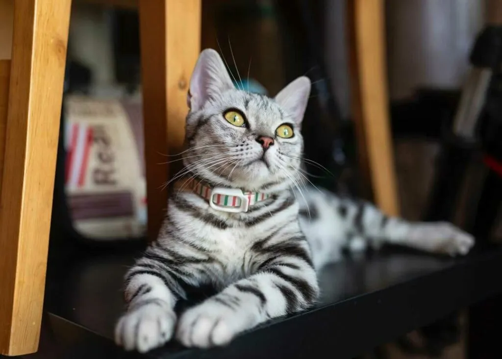 American Shorthair