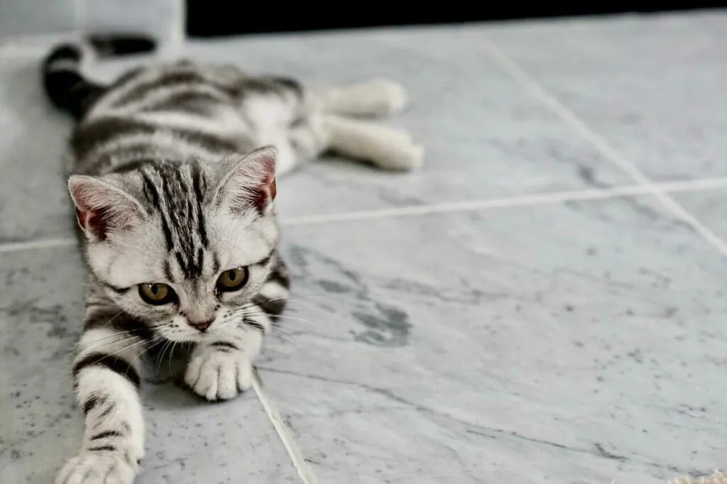 American Shorthair