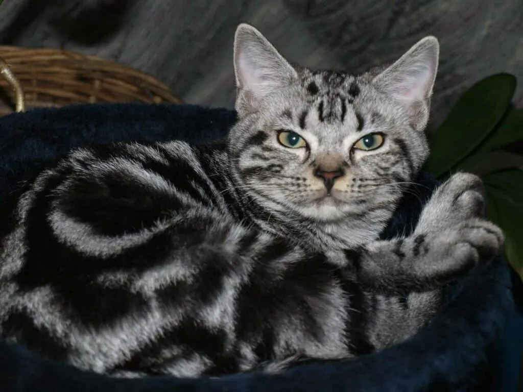 American Shorthair