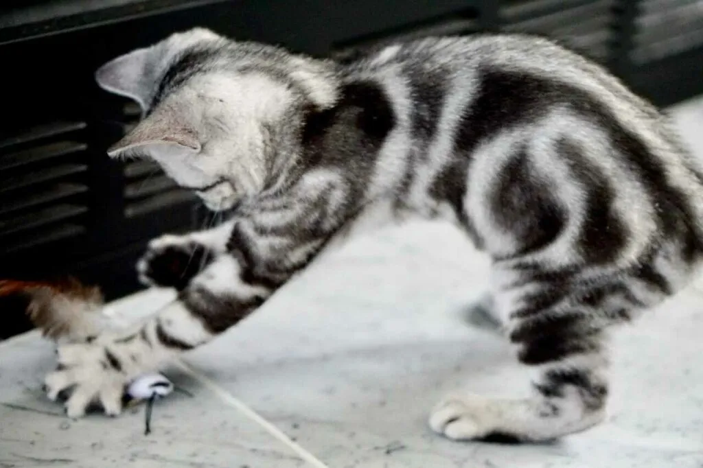 American Shorthair