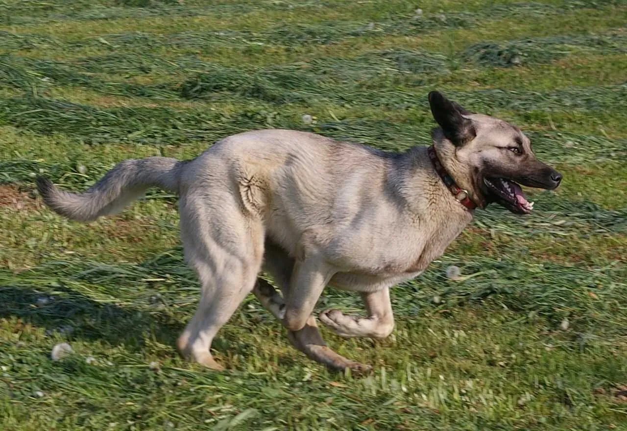 Anatolian Shepherd Dog