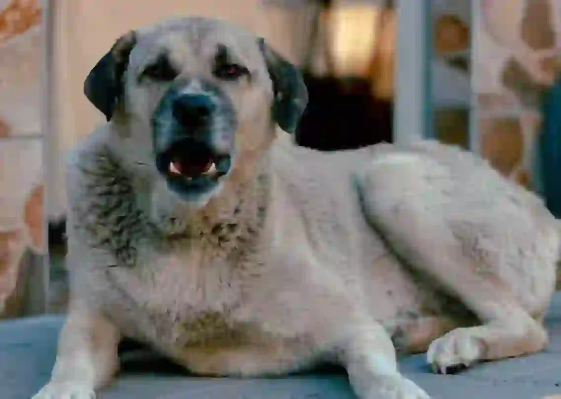 Anatolian Shepherd Dog