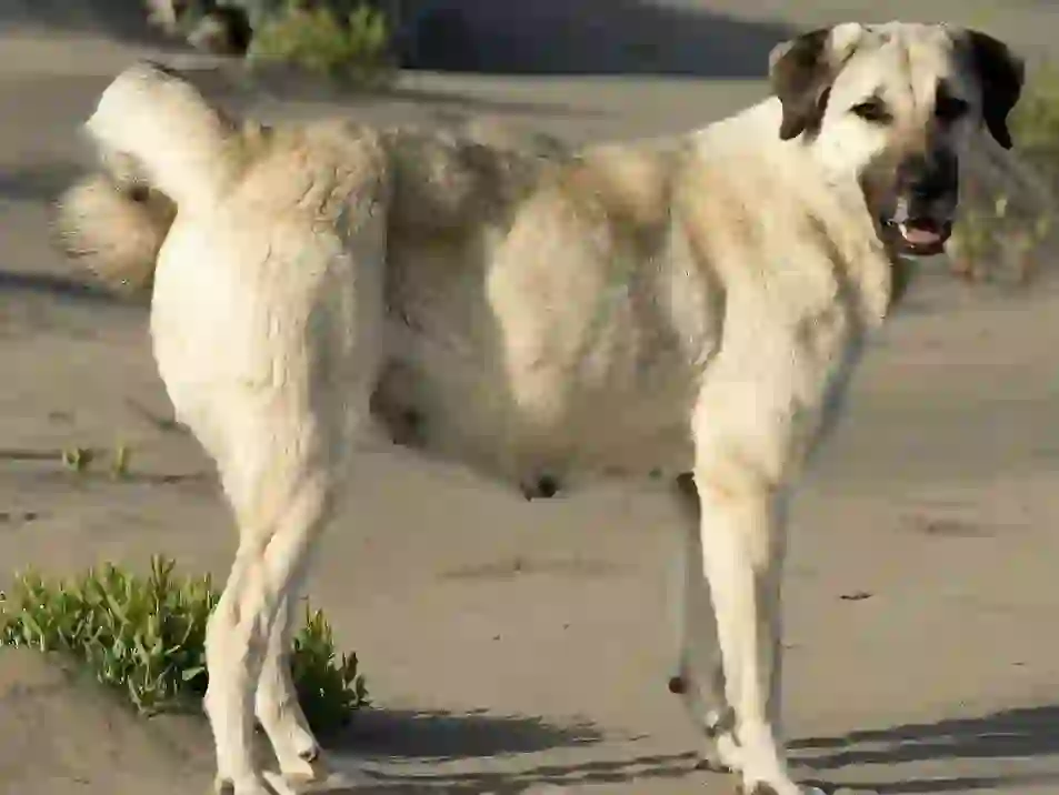 Anatolian Shepherd Dog