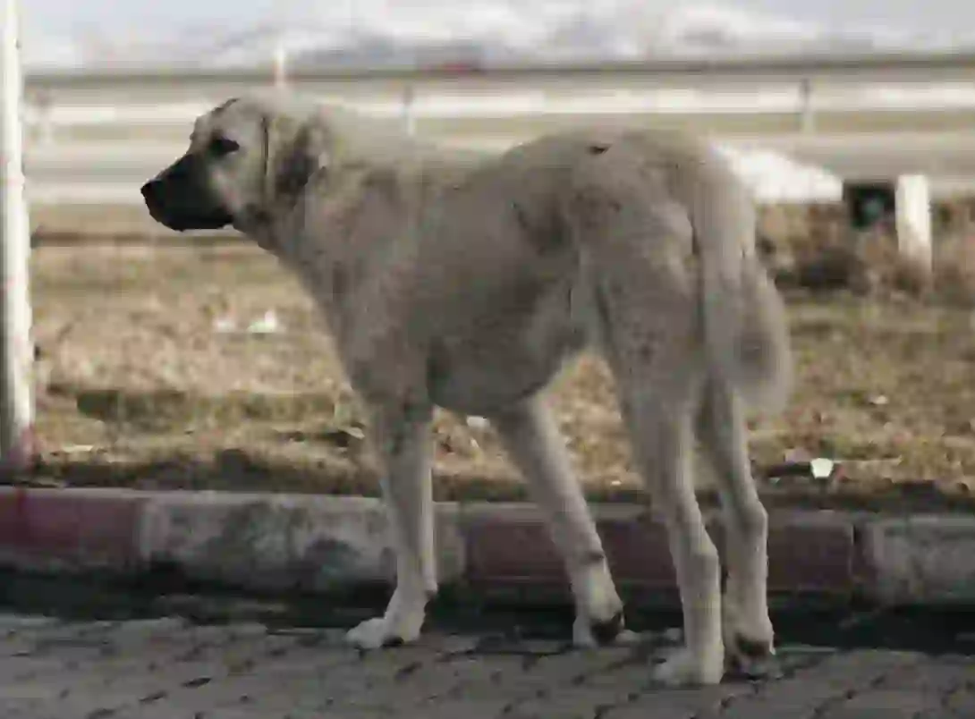 Anatolian Shepherd Dog