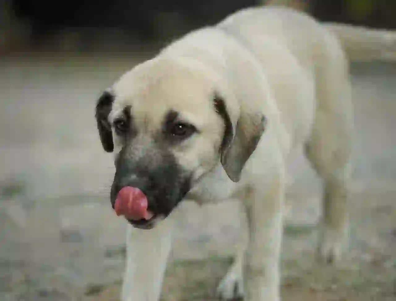 Anatolian Shepherd Dog