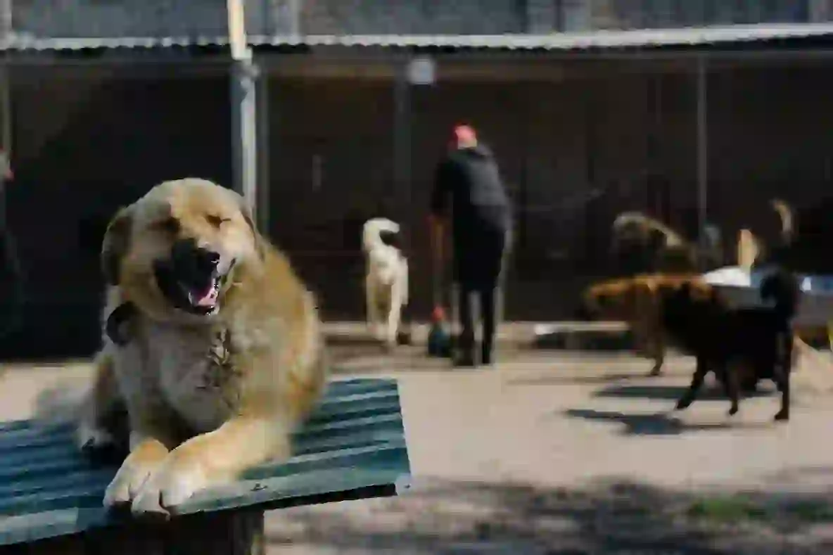 Anatolian Shepherd Dog