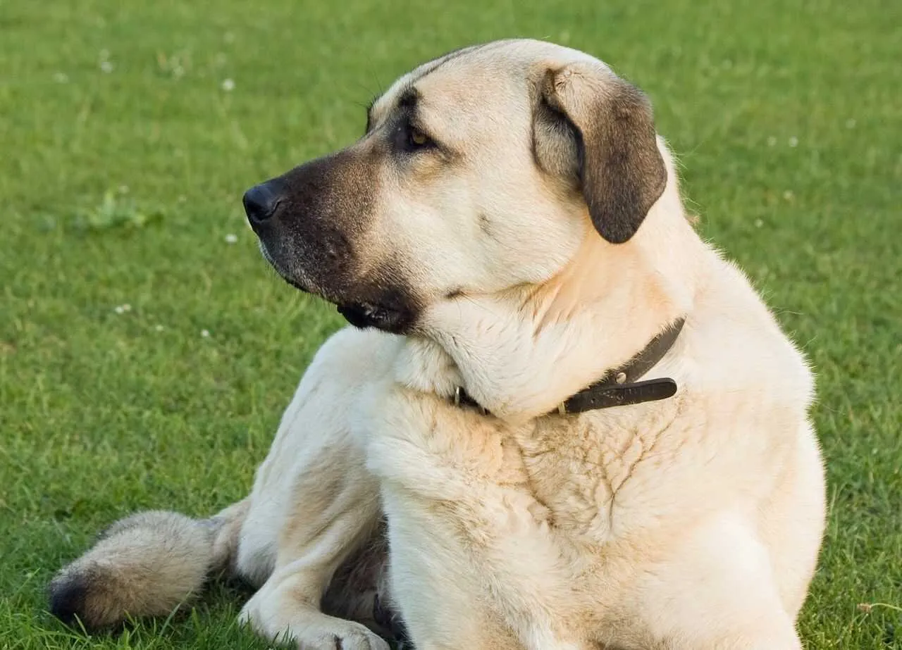 Anatolian Shepherd Dog