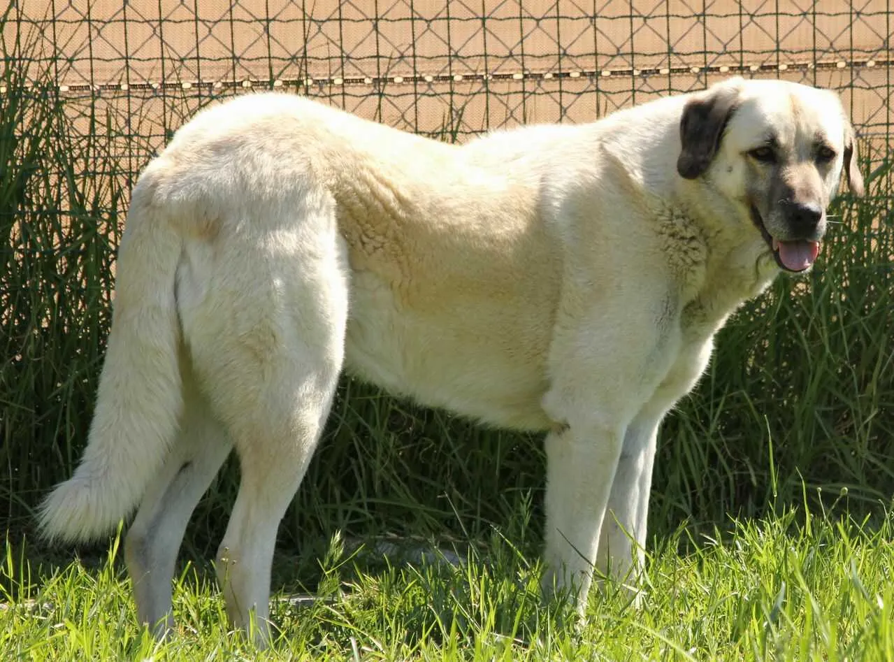 Anatolian Shepherd Dog