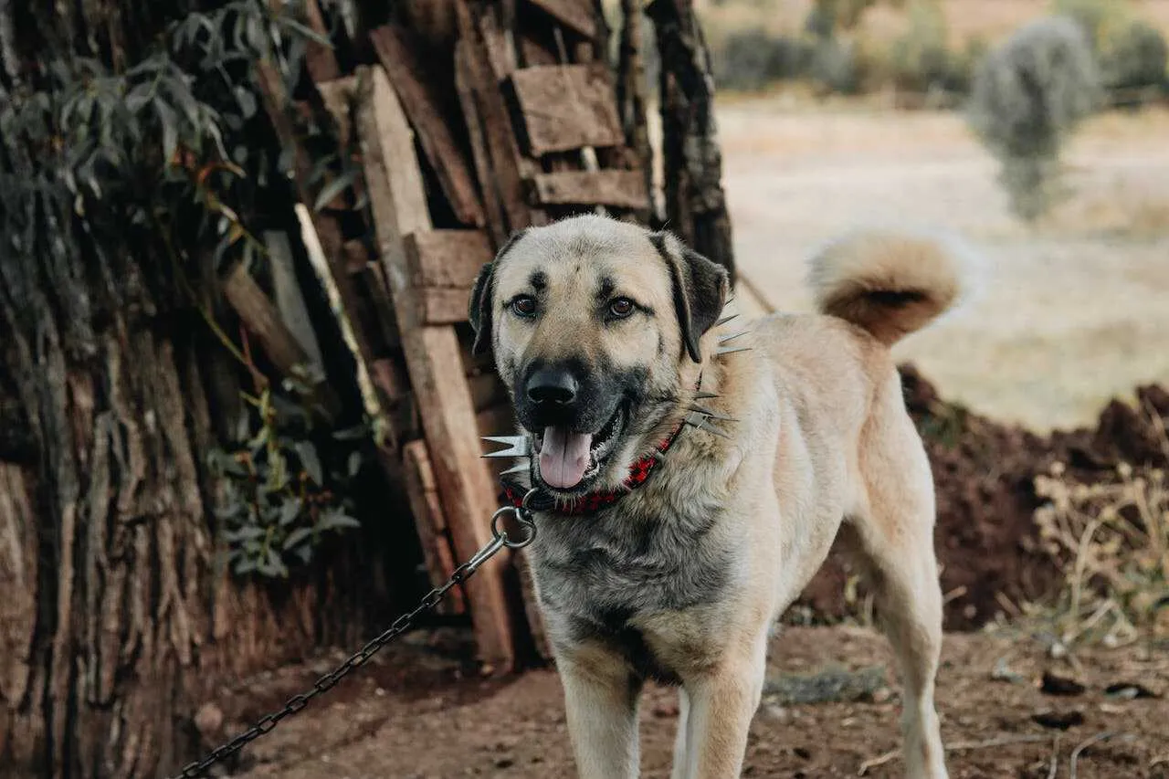 Anatolian Shepherd Dog