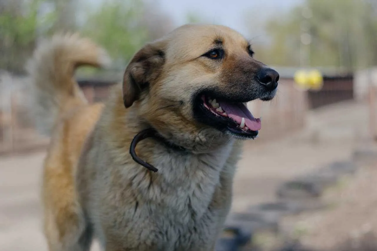 Anatolian Shepherd Dog