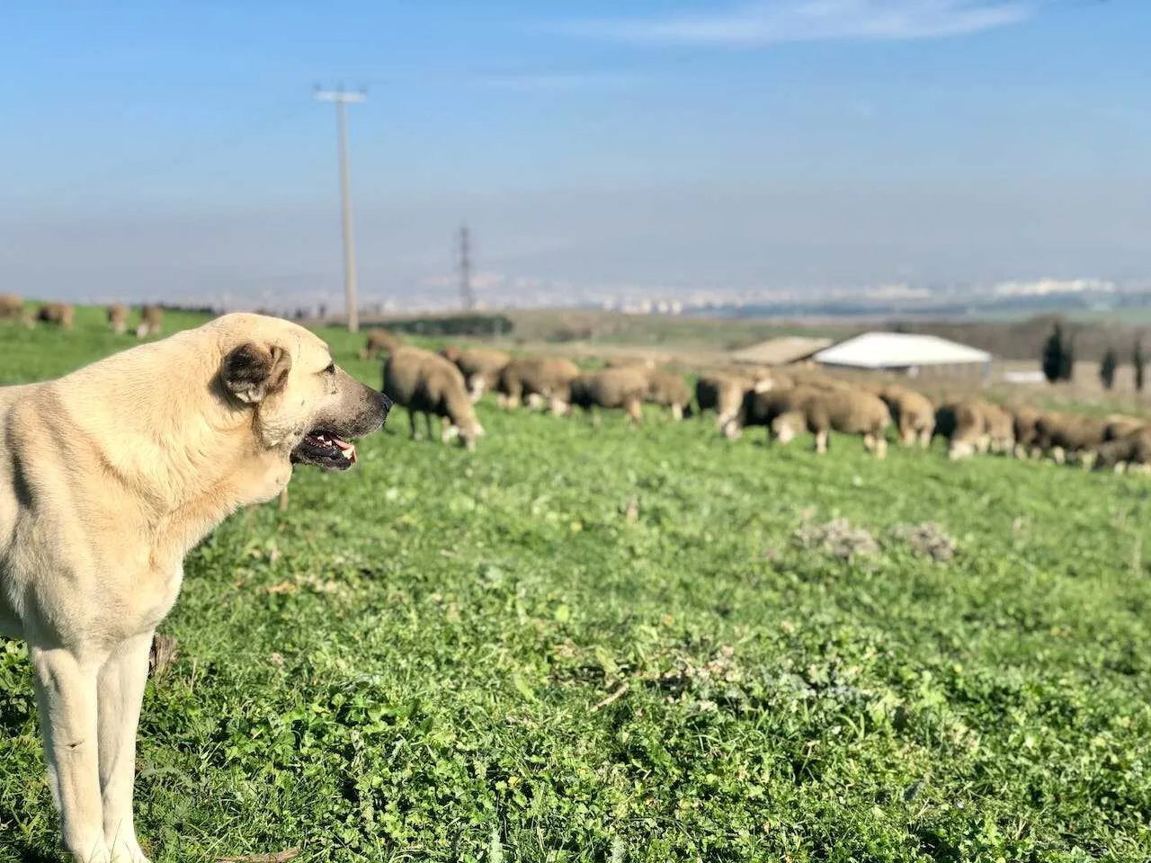 Anatolian Shepherd Dog