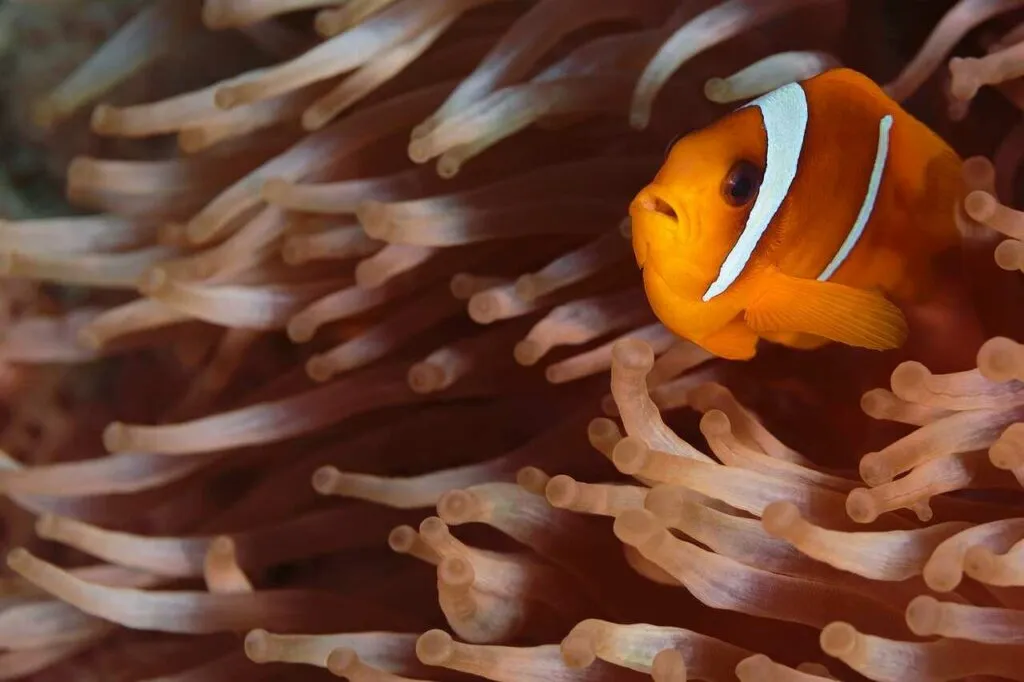 Anemone Fish