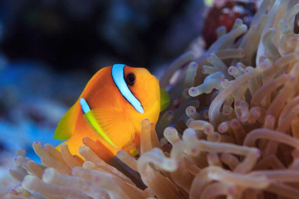 Anemone Fish