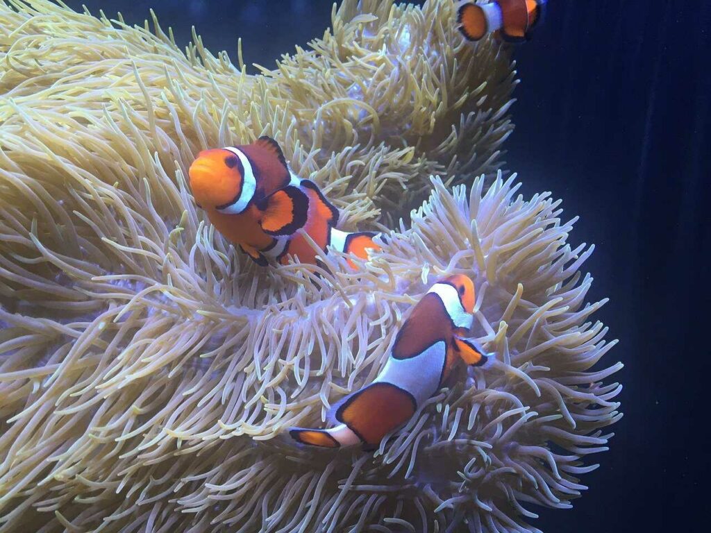 Anemone Fish