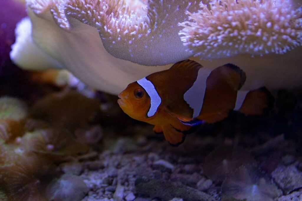 Anemone Fish