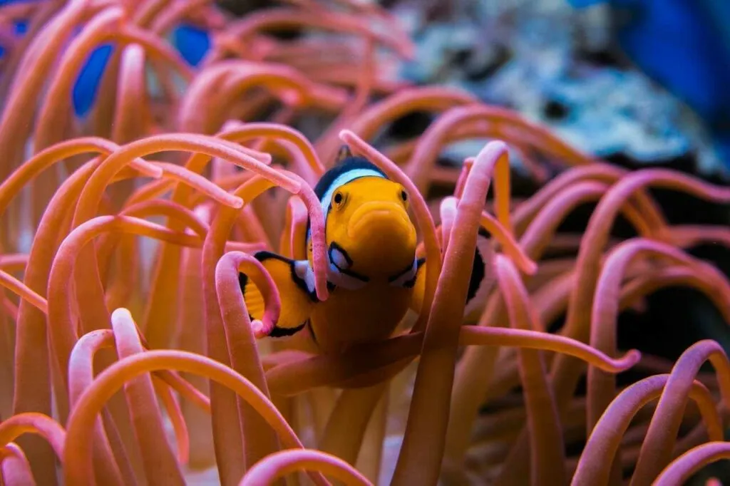 Anemone Fish