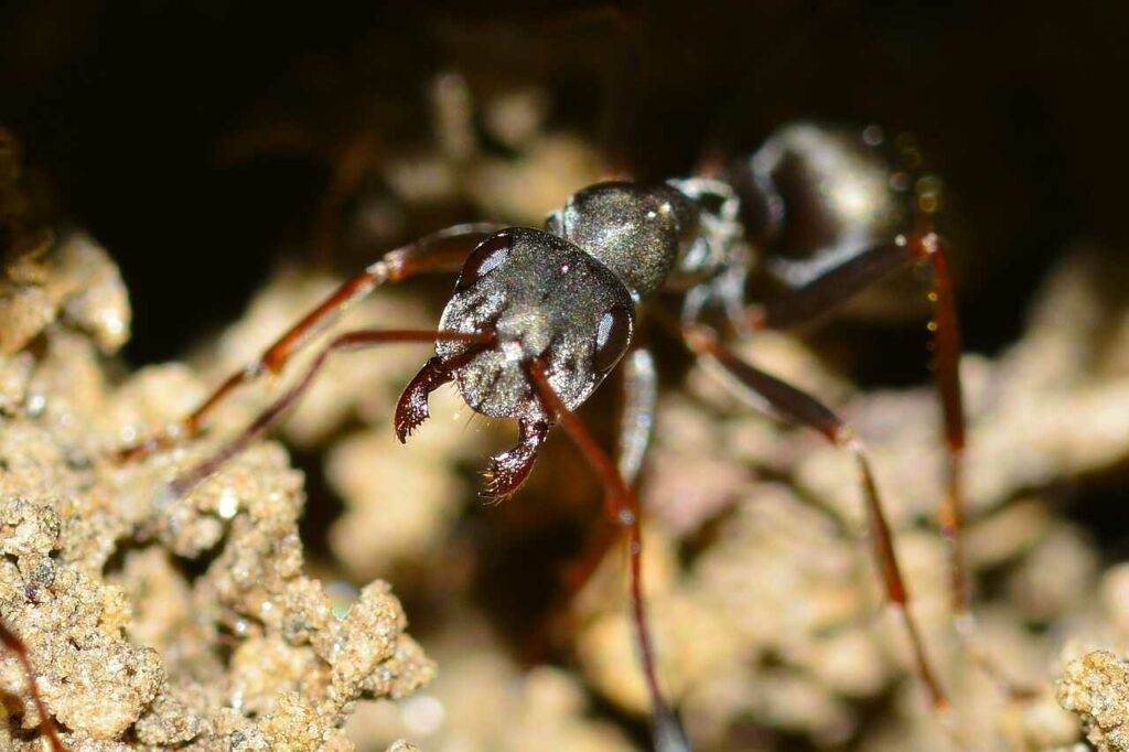 Ant