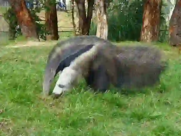 Anteater