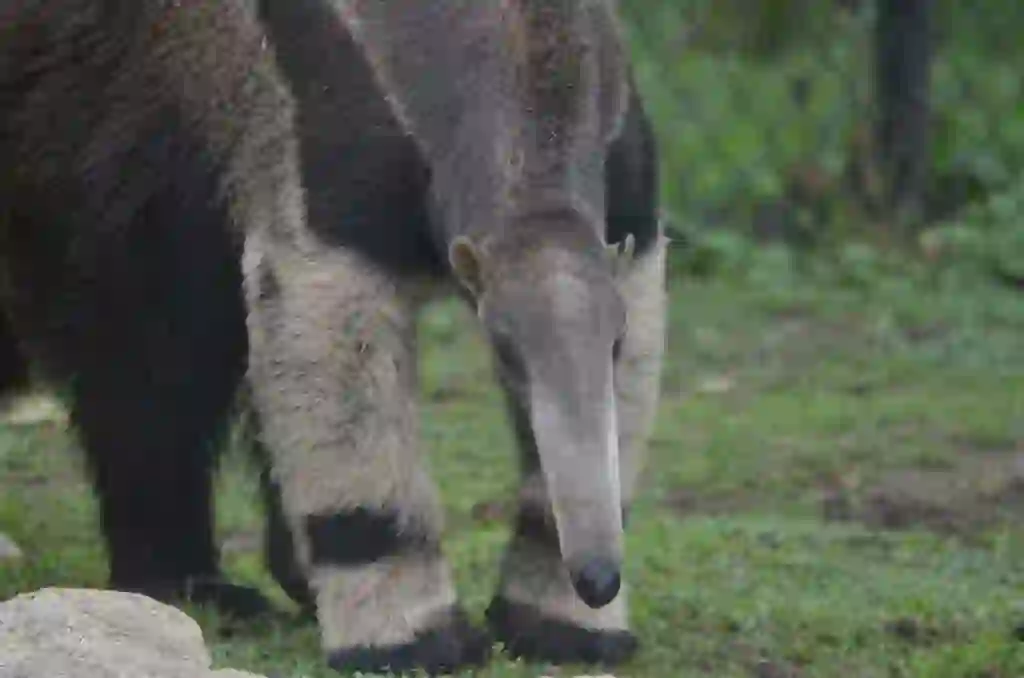 Anteater