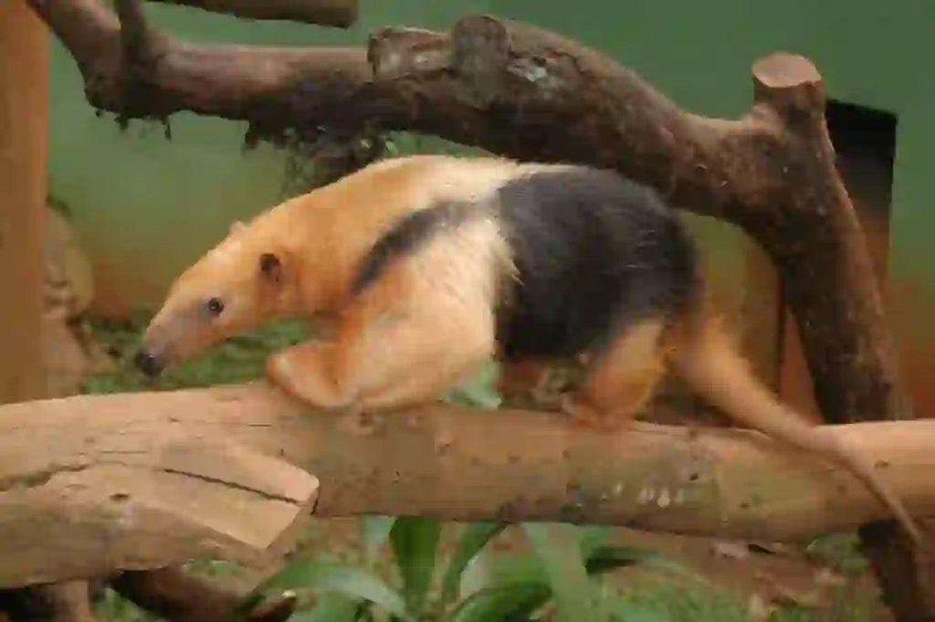 Anteater