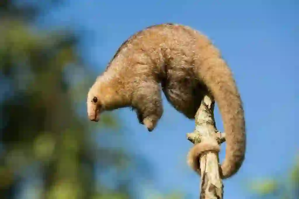 Anteater