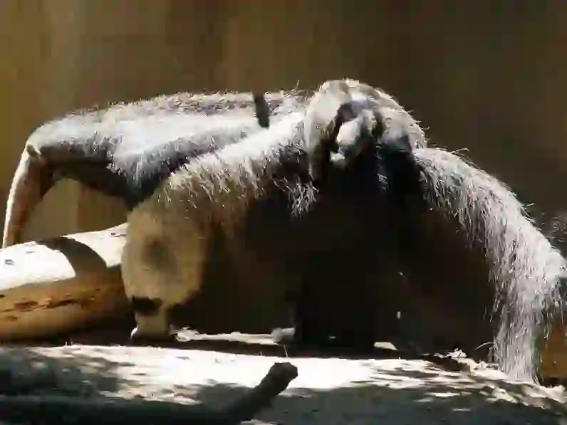 Anteater