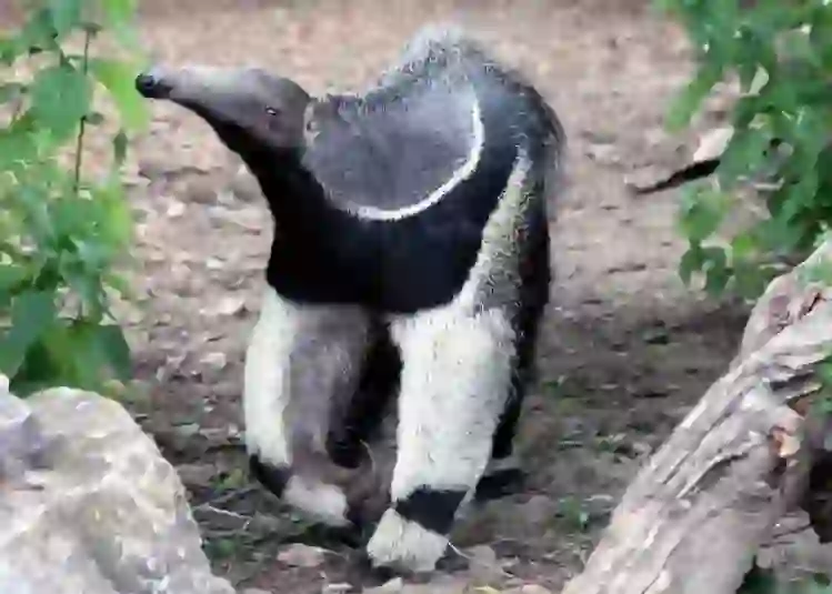 Anteater