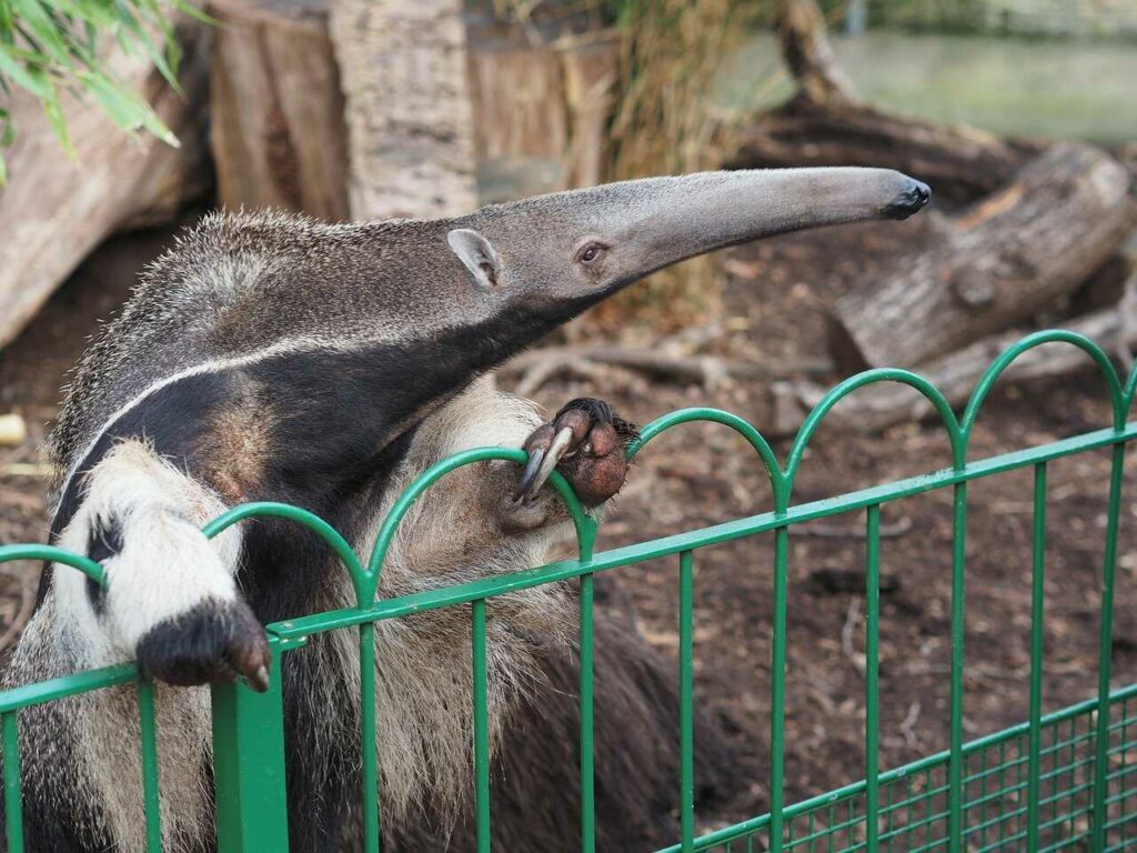 Anteater