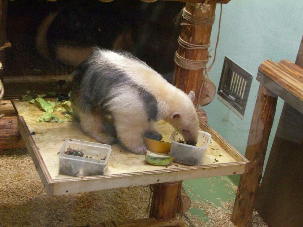 Anteater