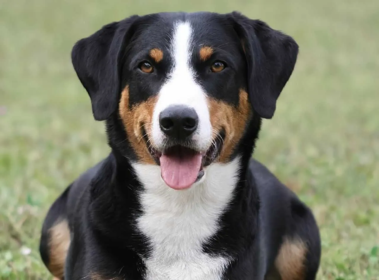 Appenzeller Cattle Dog