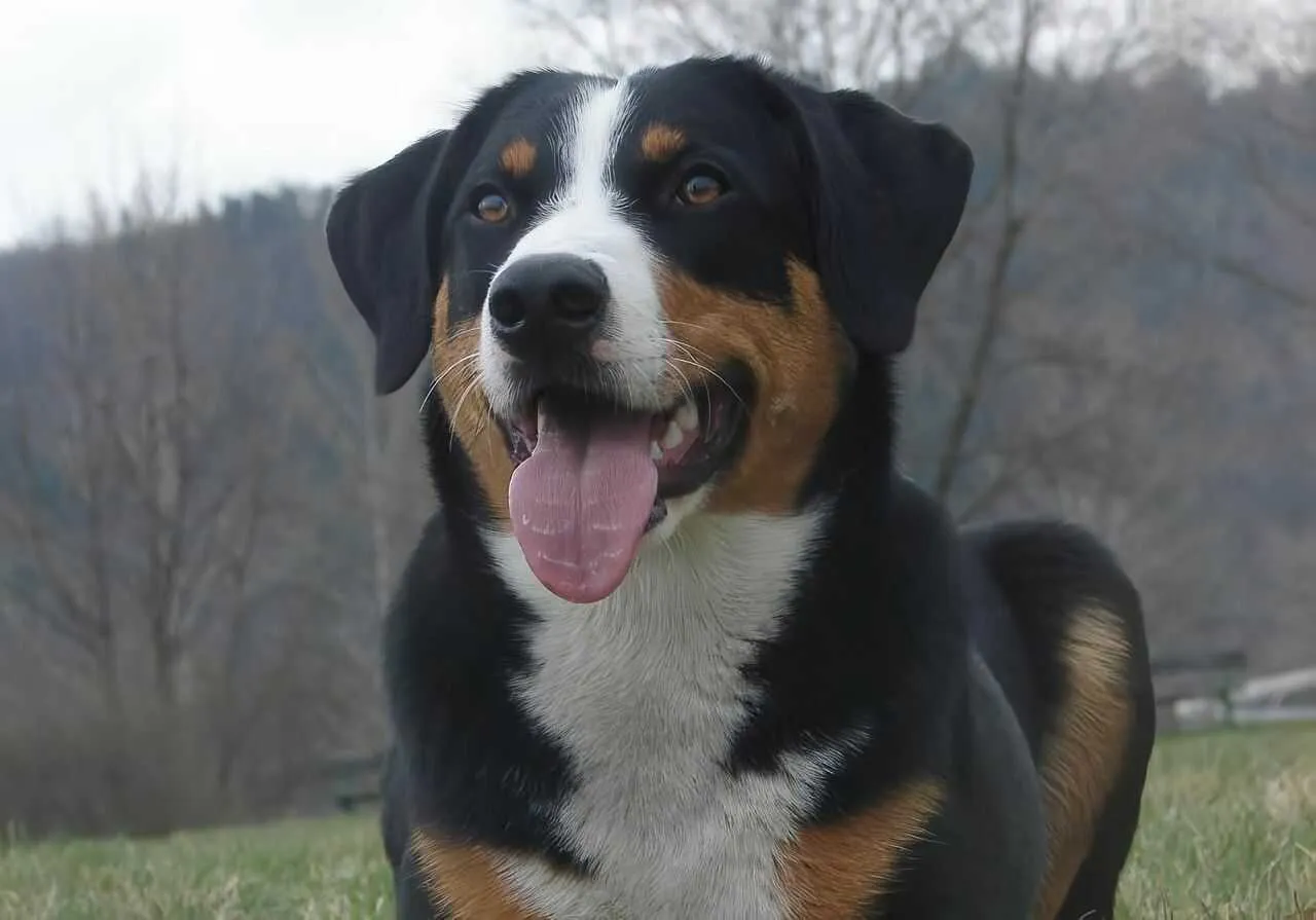 Appenzeller Cattle Dog