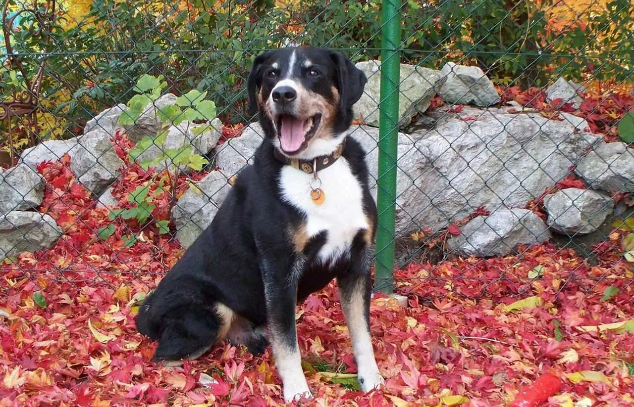 Appenzeller Cattle Dog