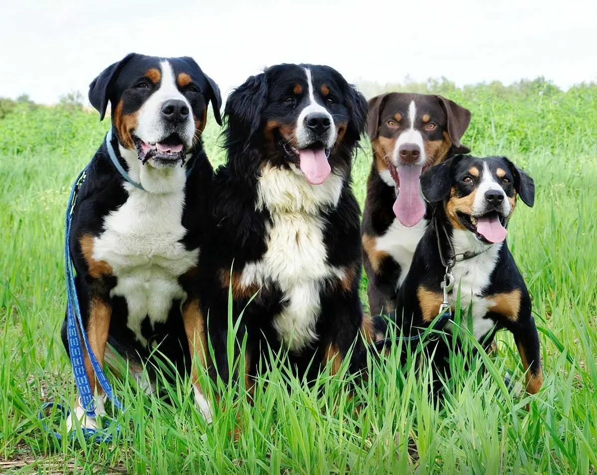 Appenzeller Cattle Dog