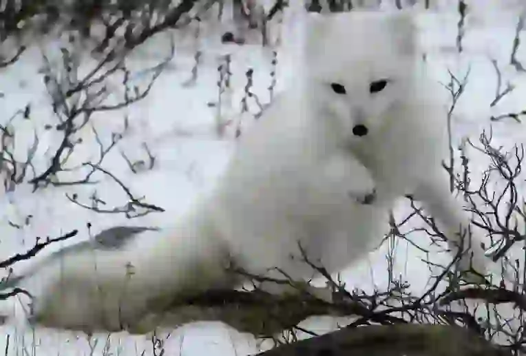 ホッキョクギツネ